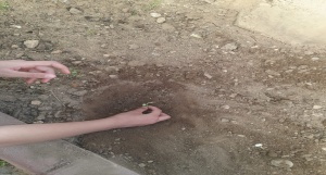 Bitki Bakımı ve Çevre Bilinci Geliştirme